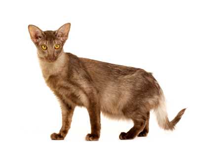 Standing side view of a Javanese cat breed against a white background