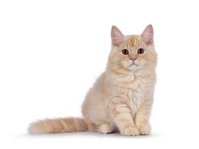 Cymric cat breed sitting with tail out to the left against a white background