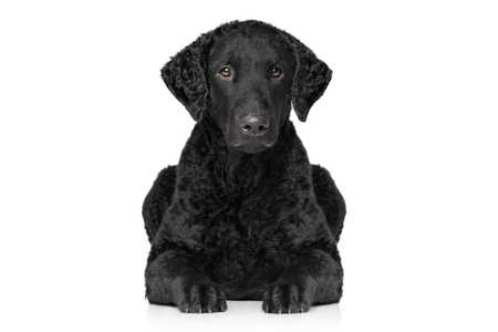 Close up of a black Curly Coated Retriever dog breed laying down against a white background