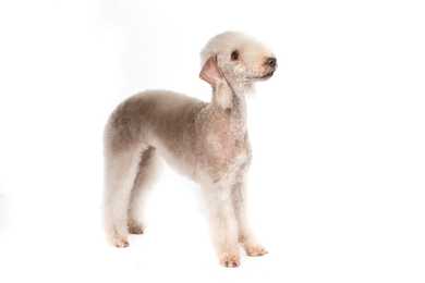 Side view of Bedlington Terrier dog breed against a white background