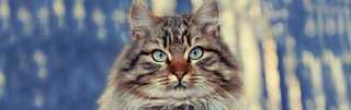 Siberian Cat