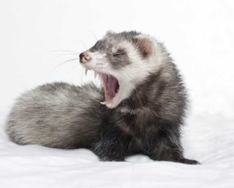 ferret teeth and dental care