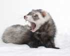 ferret teeth and dental care