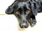 cute dogs