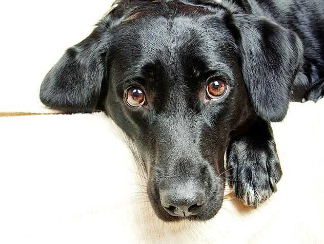 cute dogs