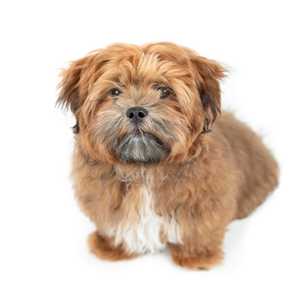 Zuchon dog breed puppy standing against a white background