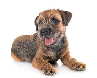 Border Terrier dog breed sitting with head cocked against a white background