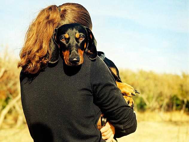 Tips For Giving Up Foster Dogs