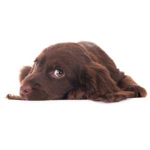 Sussex Spaniel dog breed laying down eyeing the camera against a white background