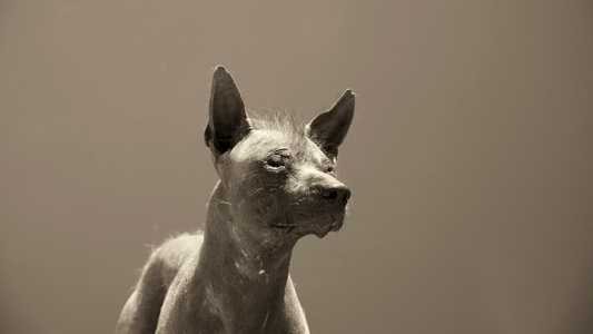 Head shot of a Peruvian Inca Orchid dog breed against a brown background
