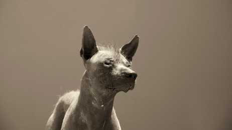 Head shot of a Peruvian Inca Orchid dog breed against a brown background