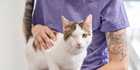 cat being held looks into the camera