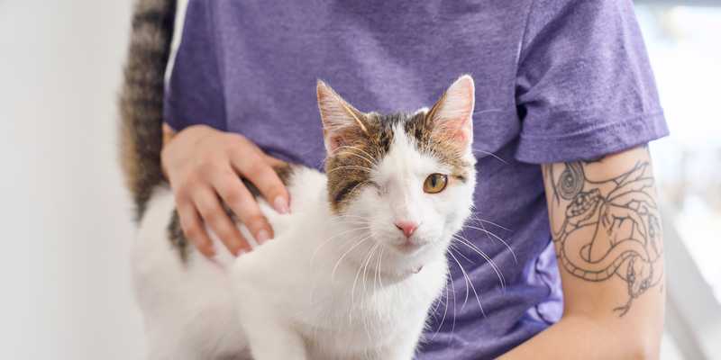 cat being held looks into the camera