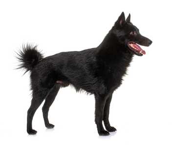Side view of a Schipperke dog breed standing on the grass panting 