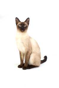 Siamese cat breed sitting tall against a white background