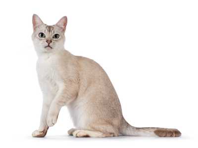 Side view of a sitting Asian cat breed with left paw in the air against a white background