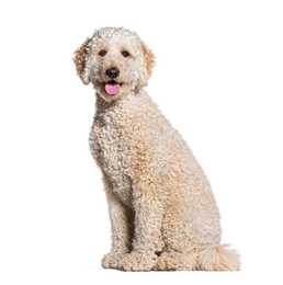 Curly coated Goldendoodle dog breed sitting tall with mouth open against a white background