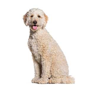 Curly coated Goldendoodle dog breed sitting tall with mouth open against a white background