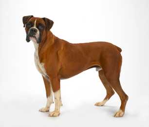 Boxer dog breed standing side view with face forward against a white background