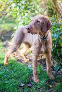 Close up of a Wirehaired Vizsla dog breed panting against a white background looking right