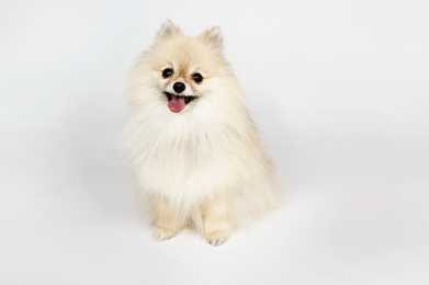 Pomeranian dog breed sitting looking up with tongue out against a white background