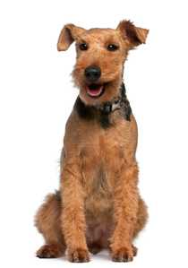 adult welsh terrier dog breed sitting in front of a white background