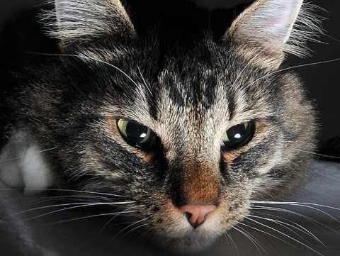 Keeping Your Cat Calm at Night
