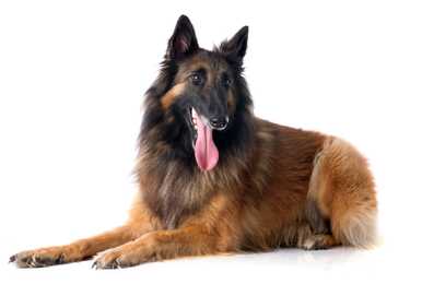 Belgian Shepherd Tervueren dog breed laying down panting against a white background