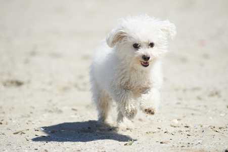 Bolognese dog breed running on dirt toward the camera