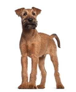 Irish Terrier dog breed standing tall against a white background