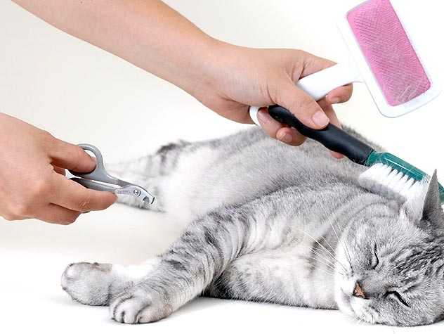 Cat Deshedding Tool