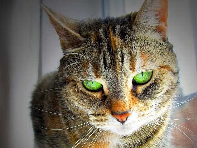 Cats and pain medication