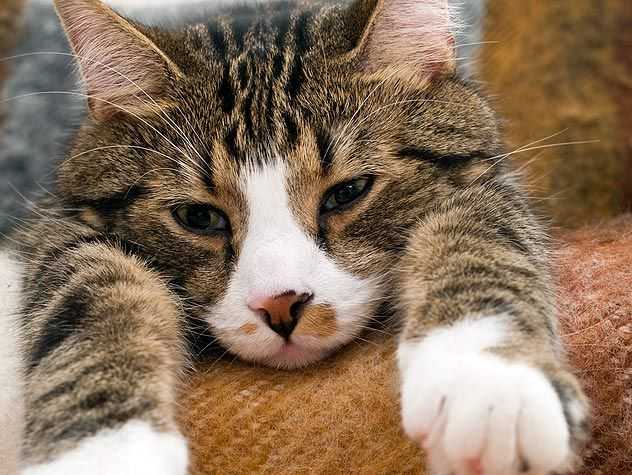nail trimmed cat 