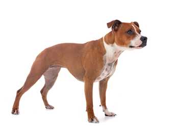 Staffordshire Bull Terrier dog breed standing side profile against a white background