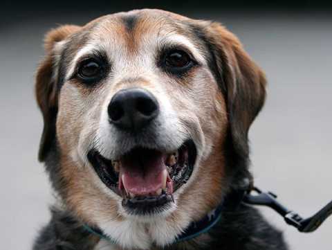 Pet Microchips - How They Work