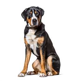 Greater Swiss Mountain dog breed sitting tall against a white background
