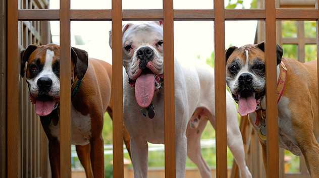 dogs waiting