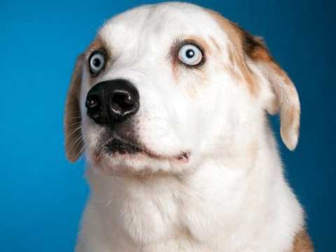 conditioning dog to loud noises