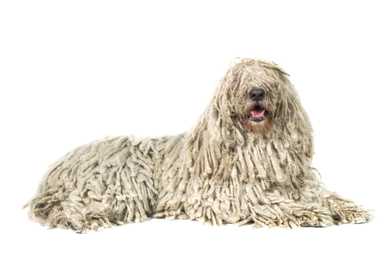 Komondor dog breed laying down with paws extended and mouth open against white background