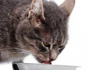 141095336-dry-cat-food-calorie-count-632x475-300x225