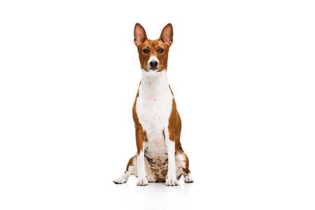 Basenji dog breed sitting tall against a white background