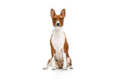 Basenji dog breed sitting tall against a white background