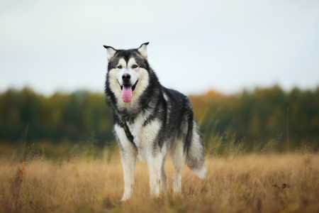 Alaskan Malamute dog breed forward standing in a meadow with tall grass background
