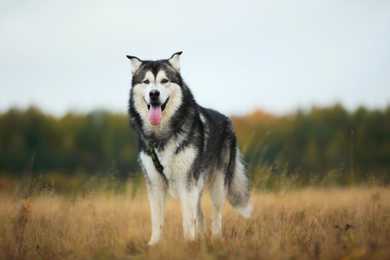 Alaskan Malamute dog breed  forward standing in a meadow with tall grass background
