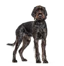Standing Wirehaired Pointing Griffon dog breed against a white background