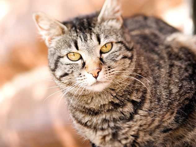 Cute cat