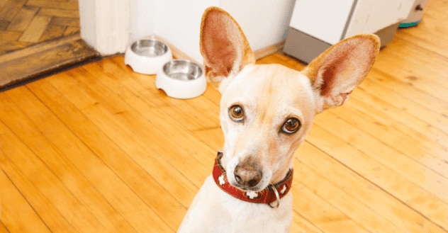 Small Dog Begging For Food