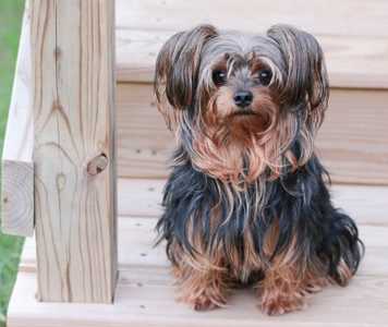 Long haired Yorkie Poo dog breed sitting on a step 