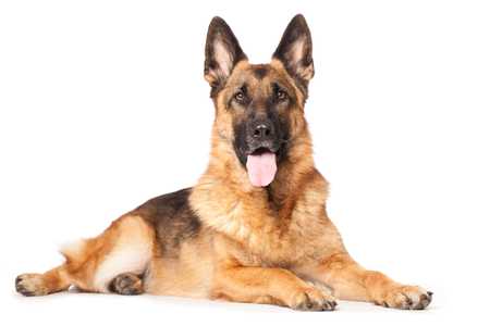 German Shephard dog breed lying down with tongue out against a white background