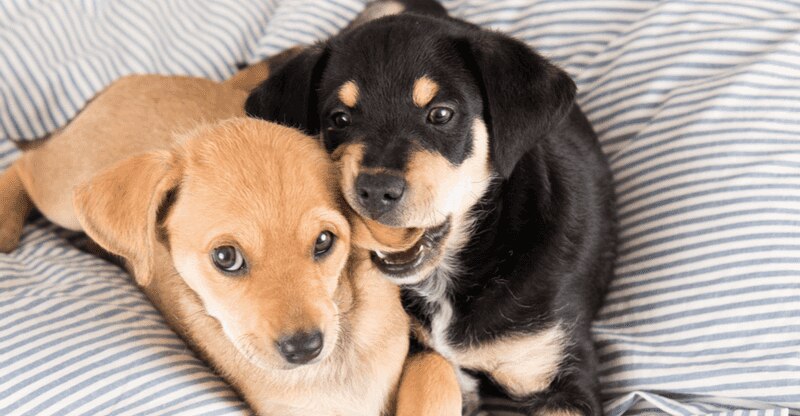 Puppy biting
